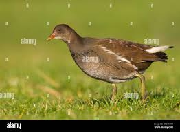 Image result for Gallinula chloropus