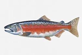 Image result for Oncorhynchus kisutch