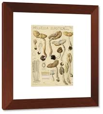 Attēlu rezultāti vaicājumam “Helvella elastica”