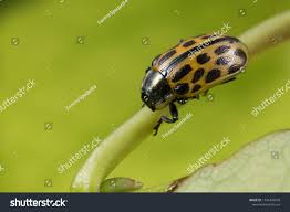 Attēlu rezultāti vaicājumam “Chrysomela vigintipunctata”