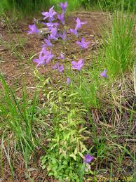 Attēlu rezultāti vaicājumam “Campanula patula”