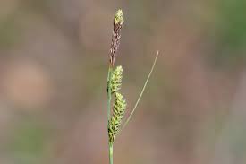 Attēlu rezultāti vaicājumam “Carex hartmanii”