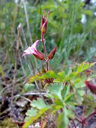 Attēlu rezultāti vaicājumam “Geranium robertianum fruit”