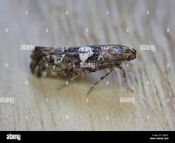 Attēlu rezultāti vaicājumam “Acrolepiopsis assectella”