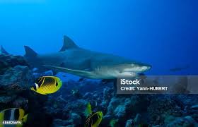 Image result for Negaprion acutidens