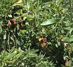 Attēlu rezultāti vaicājumam “Lycogala persicum”