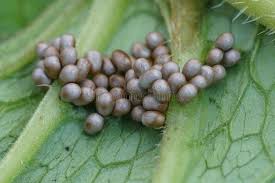 Attēlu rezultāti vaicājumam “Saturnia pavonia eggs”