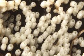 Attēlu rezultāti vaicājumam “Henningsomyces candidus”