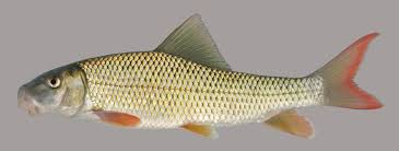 Image result for Moxostoma carinatum