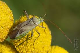Attēlu rezultāti vaicājumam “Adelphocoris seticornis”