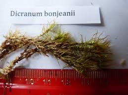 Attēlu rezultāti vaicājumam “Dicranum bonjeanii”