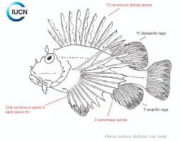 Image result for Pterois miles