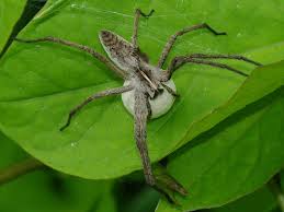 Attēlu rezultāti vaicājumam “Pisaura mirabilis cocoon”