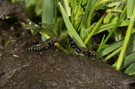 Attēlu rezultāti vaicājumam “Ontholestes murinus”