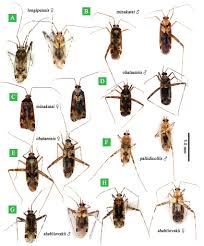 Attēlu rezultāti vaicājumam “Phytocoris longipennis”