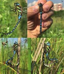 Attēlu rezultāti vaicājumam “Aeshna mixta male”