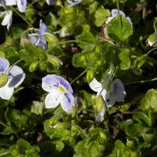 Attēlu rezultāti vaicājumam “Veronica filiformis flower”