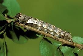 Attēlu rezultāti vaicājumam “Melanchra persicariae larva”