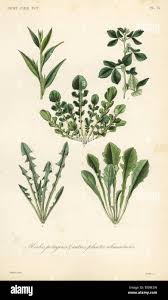 Attēlu rezultāti vaicājumam “Lepidium latifolium leaf”