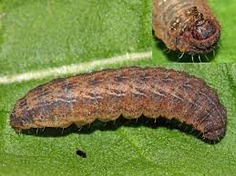 Attēlu rezultāti vaicājumam “Charanyca trigrammica”