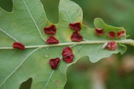 Attēlu rezultāti vaicājumam “Neuroterus albipes”