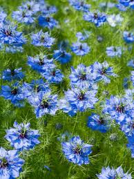 Image result for Nigella damascena