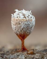 Attēlu rezultāti vaicājumam “Craterium minutum young”