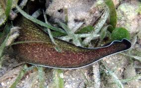 Image result for Gymnothorax vicinus