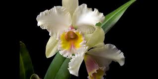 Attēlu rezultāti vaicājumam “Collaria sp.”