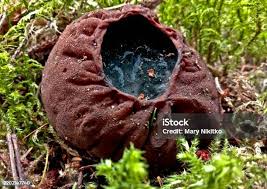 Attēlu rezultāti vaicājumam “Sarcosoma globosum”