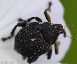 Attēlu rezultāti vaicājumam “Mononychus punctumalbum”