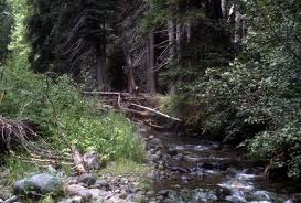 Attēlu rezultāti vaicājumam “Calliergon trifarium”