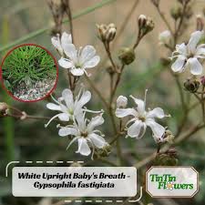 Attēlu rezultāti vaicājumam “Gypsophila fastigiata bud”