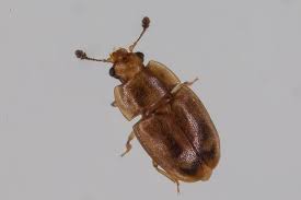 Attēlu rezultāti vaicājumam “Epuraea sp.”