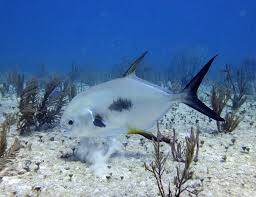 Image result for Trachinotus falcatus