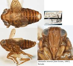 Attēlu rezultāti vaicājumam “Javesella pellucida female”