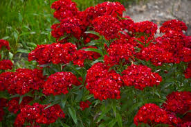 Image result for Dianthus barbatus