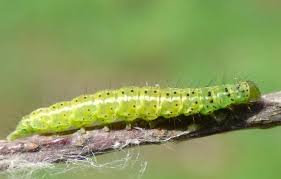 Attēlu rezultāti vaicājumam “Hypena rostralis”