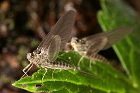 Attēlu rezultāti vaicājumam “Siphlonurus”