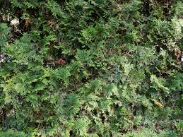 Attēlu rezultāti vaicājumam “Thuja occidentalis flower”