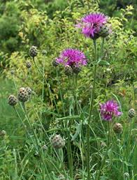 Attēlu rezultāti vaicājumam “Centaurea scabiosa bud”