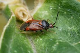 Attēlu rezultāti vaicājumam “Deraeocoris ruber”