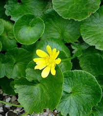 Attēlu rezultāti vaicājumam “Ficaria verna”