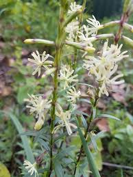 Attēlu rezultāti vaicājumam “Silene tatarica”