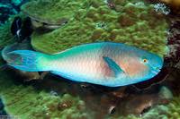 Image result for Scarus rubroviolaceus