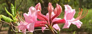 Attēlu rezultāti vaicājumam “Rhododendron periclymenoides flower”