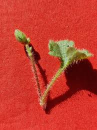 Attēlu rezultāti vaicājumam “Saxifraga granulata leaf”