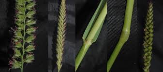 Attēlu rezultāti vaicājumam “Cynosurus cristatus fruit”