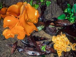 Attēlu rezultāti vaicājumam “Aleuria aurantia”