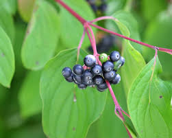 Attēlu rezultāti vaicājumam “Cornus sanguinea fruit”